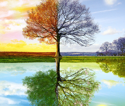 4_Seasons_by_WhiteSpiritWolf